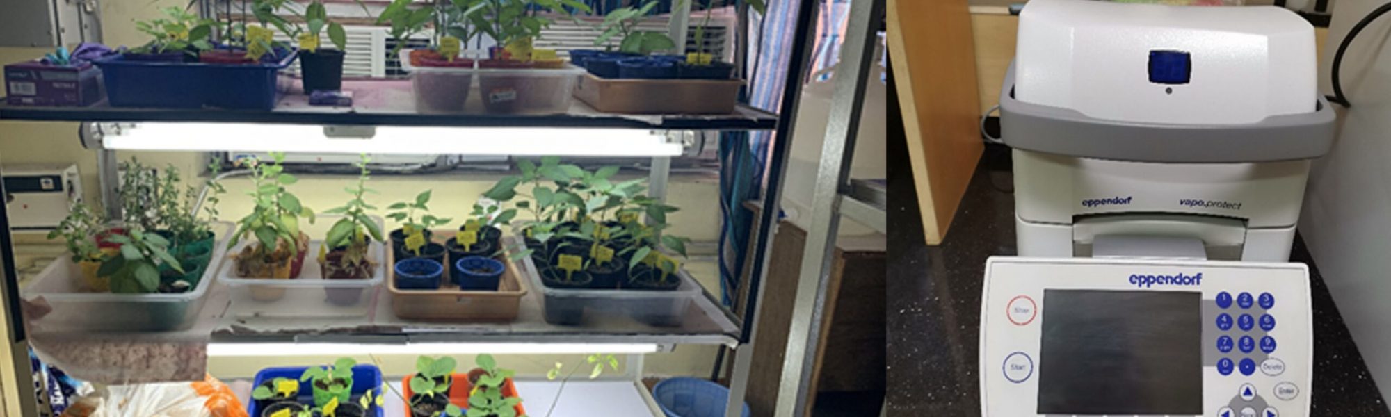 PLANT VIROLOGY LAB